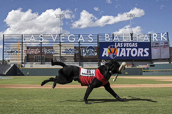 Las Vegas Aviators Finn Bat dog