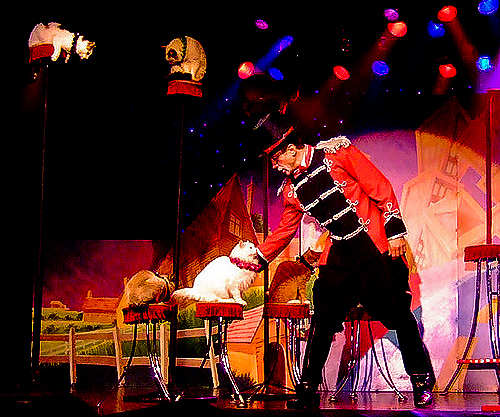 Comedy Pet Theater cat act