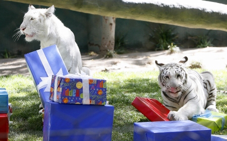 tigerbirthday03
