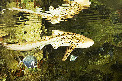 SharkReefAquariumZebraSharkAdult