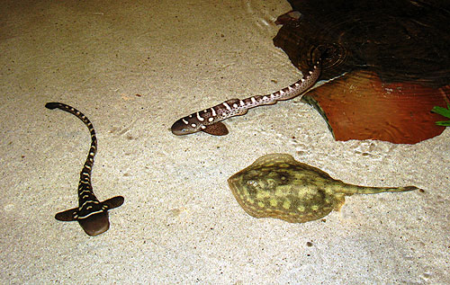 SharkReefAquariumZebraSharkPupsTouchPool1-7.1