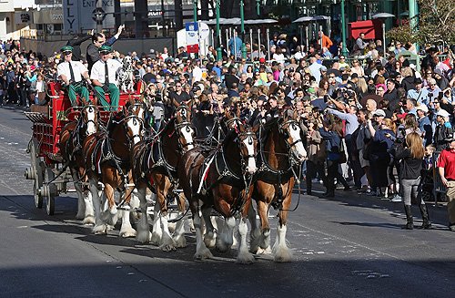 Beer Park Clydesdales Trotting Credit Gabe Ginsburg