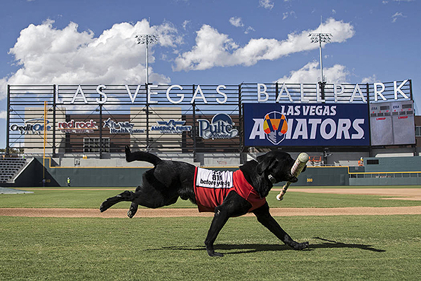Las Vegas Aviators Finn Bat dog
